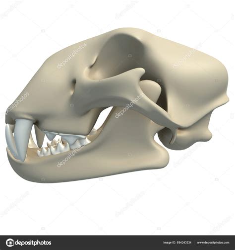 Cheetah Skull Animal Anatomy Rendering Model White Background — Stock ...