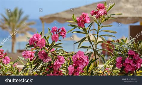 Variegated Oleander Nerium Oleander Double Pink Stock Photo 1610716933