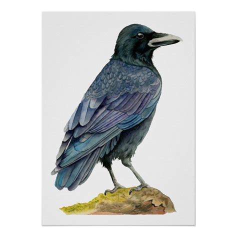 Crow Watercolor Painting Poster Size: 20" x 28". Color: black. Gender ...