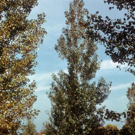 Populus Deltoides Siouxland From Nvk Nurseries