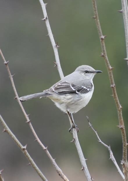 Northern Mockingbird Ewa Guide To The Birds Of The Fells