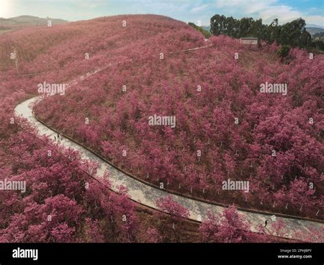 Aerial view of cherry blossom Stock Photo - Alamy