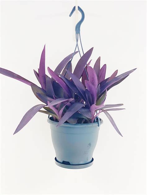 Tradescantia Pallida Purpurea Purple Heart House Plant 17cm Hanging