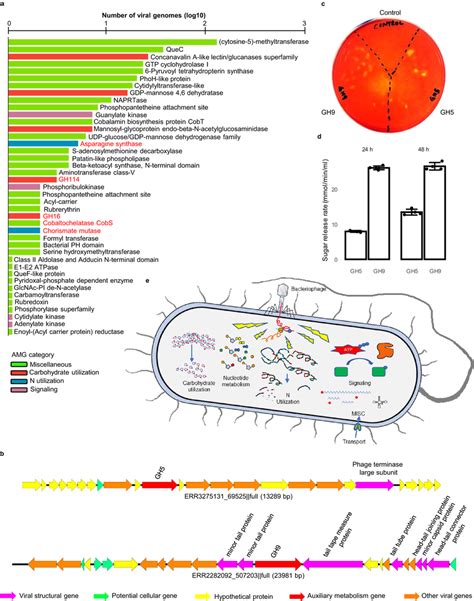 Auxiliary Metabolic Genes Carried By Rumen Viruses A A Bar Plot Showing