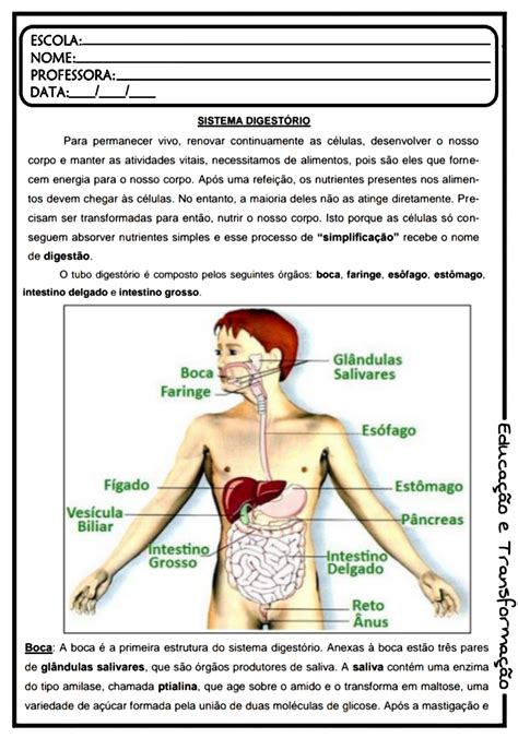 Atividades Sobre O Sistema Digestório 5 Ano REVOEDUCA