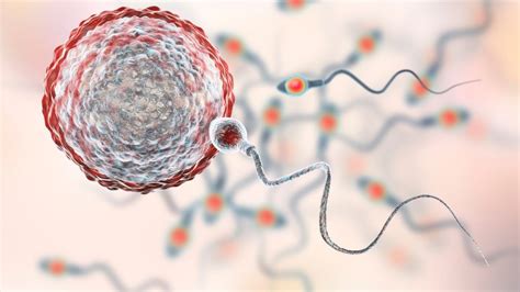 Il Vaccino Anti Covid Incide Sulla Fertilità