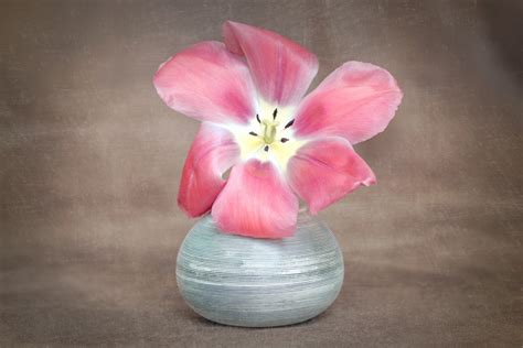 無料画像 工場 花弁 咲く チューリップ 花瓶 赤 ピンク 閉じる 静物 雌蕊 春の花 マクロ撮影 開花植物