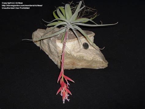 Plantfiles Pictures Tillandsia Bromeliad Air Plant Tillandsia Leonamiana By Palmbob