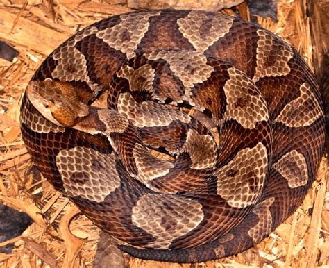 Venomous Snakes In Iowa Eastern Copperhead Timber Rattlesnake