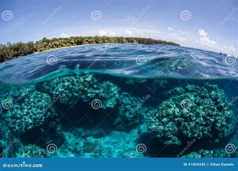 Island And Reef Stock Image Image Of Grow Grows Habitat 41004245