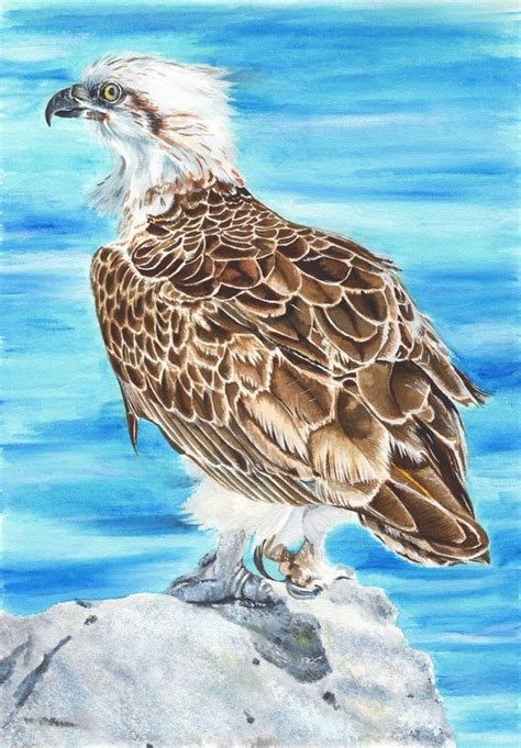 Eastern Osprey Watercolour Painting Art Print By Sue Findlay In 2020