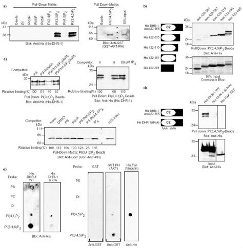 The DHR-1 domain of DOCK180 has lipid-binding activity toward ... 