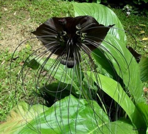 10pcs Black Orchid Seeds Tacca Chantrieri Black Bat Flower | Etsy