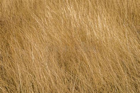 Summer Dry Yellow Hay Background Stock Image Image Of Flora Moist