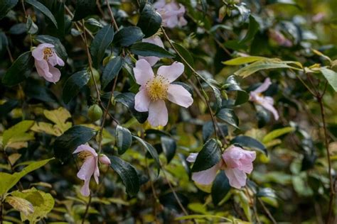 Pink Camellias Varieties For A Showstopping Garden Petal Republic