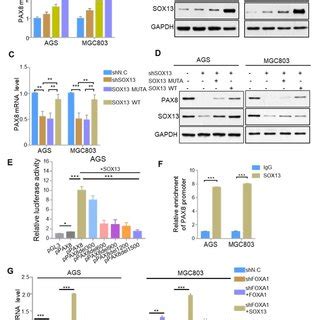 Expression Pattern Of PAX8 And SOX13 In Stomach Cancer A Expression