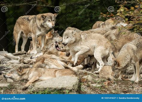 A pack of wolves stock image. Image of grey, carnivore - 103141637