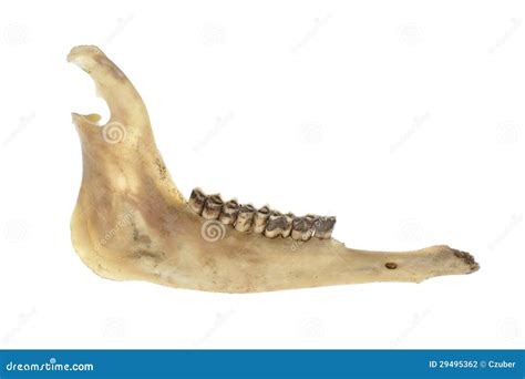 Deer Jawbone Stock Photography - Image: 29495362