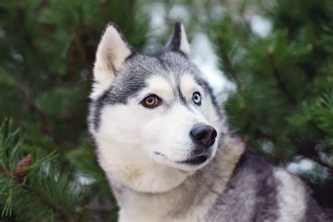 7 AMAZING Pictures of Dog Breeds With Different Eye Colors – Animal ...