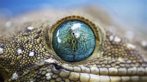 Animal Eye Close Up