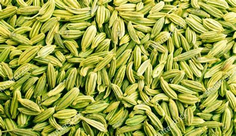 Fennel Seed Packaging Type Gunny Bag At Rs Kg In New Delhi Id