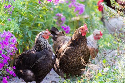 Chickens Laying Hens On Grass Outdoors Day — Stock Photo © Olenka 2008