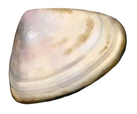 Pipi - Goolwa cockle - PIRSA