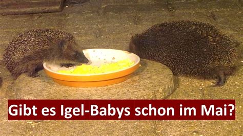 Ein Kleines Wunder Ein Viel Zu Kleiner Igel Lilly Hat Den Winter