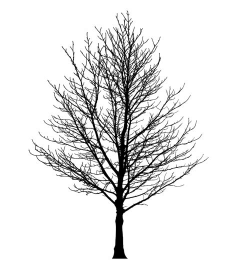 Free Leafless Tree Png, Download Free Leafless Tree Png png images, Free ClipArts on Clipart Library