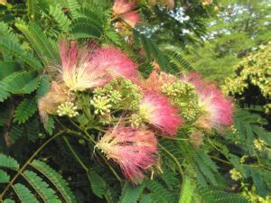 Albizia Julibrissin Ombrella Boubri Boutique Atlantic P Pini Re