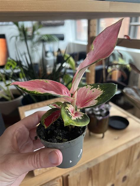 Anyone know the name of this baby plant? :) : r/plants