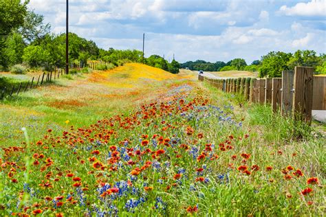 Flashback Trip: Texas Roadside Wildflowers - Roadesque