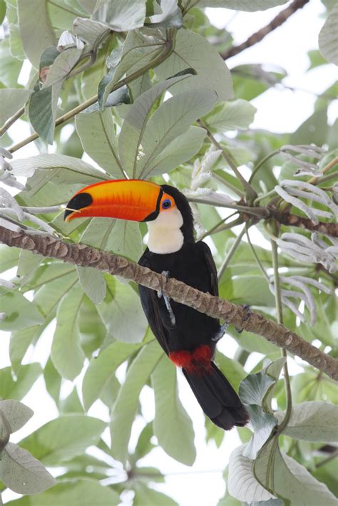 Brazil Ecoexplorer - Nature & Wildlife tours, Birding trips, Amazon ...