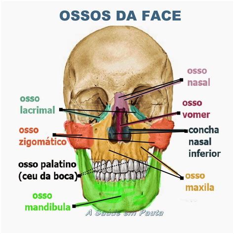 Ossos Da Cabeça E Pescoço