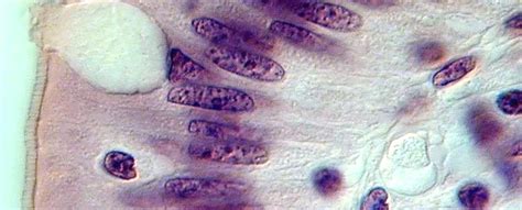 European Journal of Histochemistry