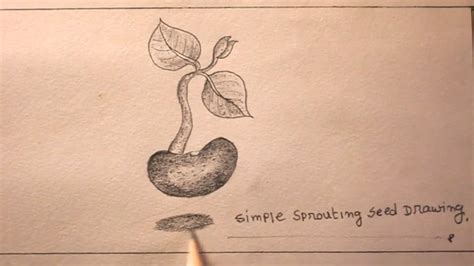 Sprout Drawing