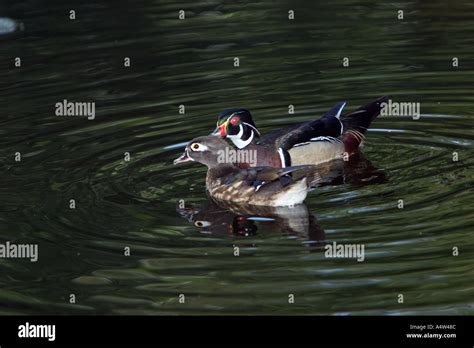 Wood Duck Breeding Pair Stock Photo - Alamy