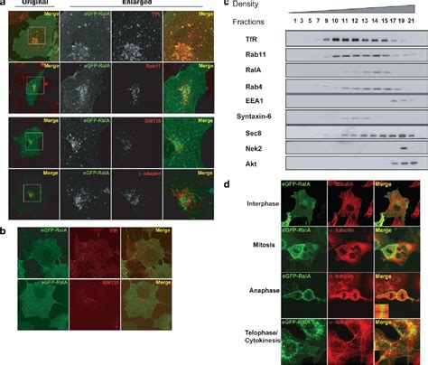 Figure 2 From RalA Exocyst Dependent Recycling Endosome Trafficking Is