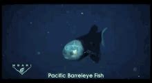 Barreleye Barreleye Fish GIF - Barreleye Barreleye fish Macropinna microstoma - Discover & Share ...