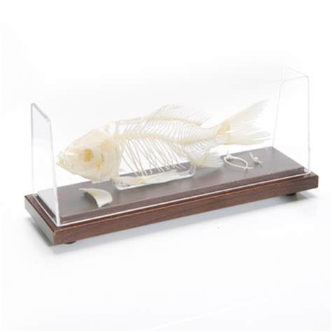 Fish Skeleton - The Evolution Store