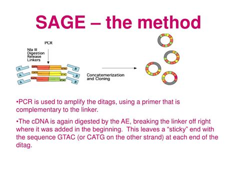 Ppt Gene Expression Analysis By Sage And Mpss Powerpoint Presentation