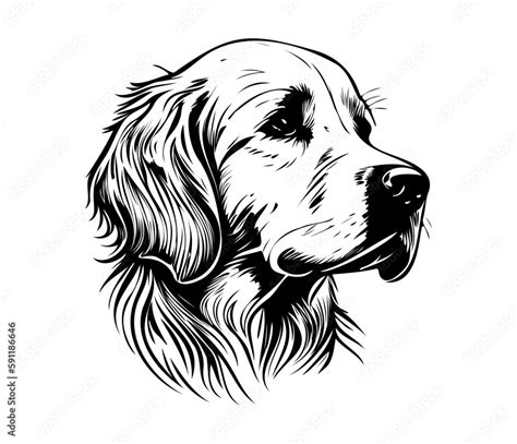 Golden Retriever Silhouettes Dog Face Svg Black And White Golden