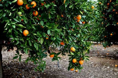 The 4 Best Orange Groves In Arizona Minneopa Orchards