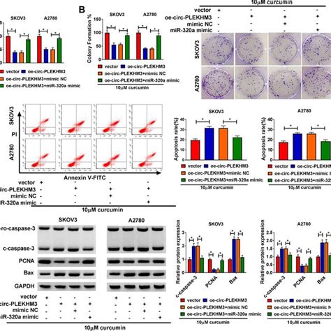 The Effect Of MiR 320a On Circ PLEKHM3 Mediated Ovarian Cancer