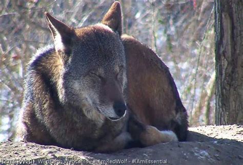 Red wolf at Wolf Conservation Center, a Red Wolf Species Survival Plan participant. Photo credit ...