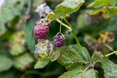 Raspberry diseases: identifying & curing - Plantura