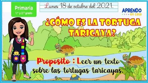 Cómo es la tortuga taricaya Comunicación 1 y 2do aprendoencasa