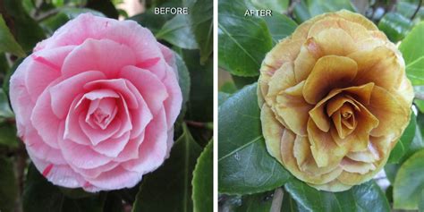 Solve Camellia Flower Before And After Being Snowed In And Being