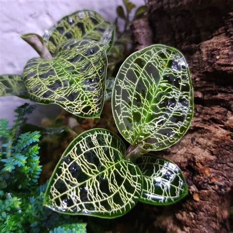 Jual Macodes Petola Jewel Orchid Tanaman Hias Paludarium Vivarium