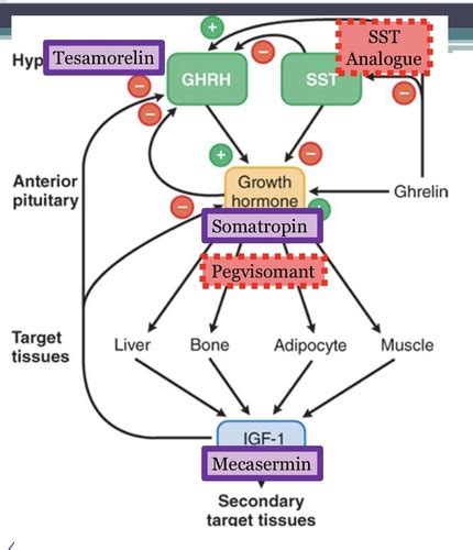 Hypothalamus Pituitary Axis: posterior pituitary hormones Flashcards ...